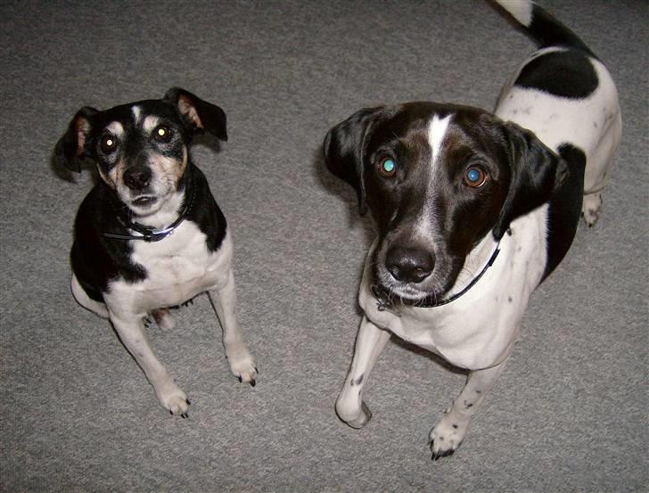 Blanding af racer Max billede 9