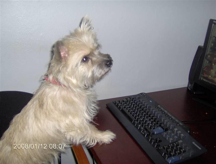 Cairn terrier mille - nu spiller jeg computer!! haha! billede 10