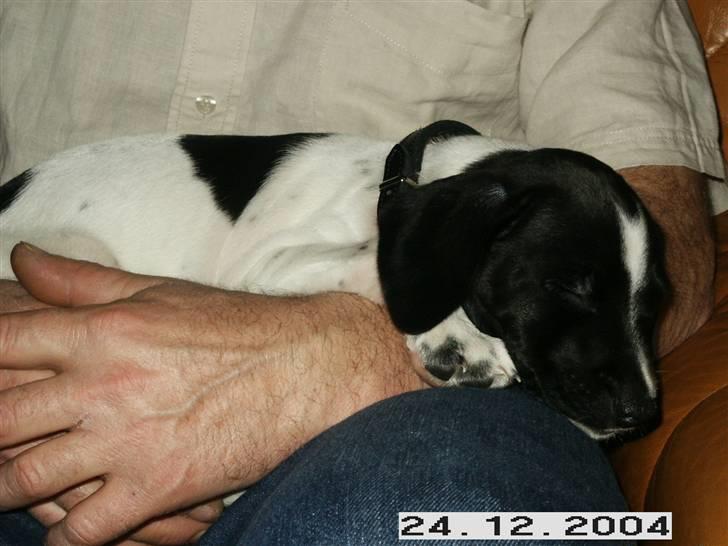 Blanding af racer Max billede 10