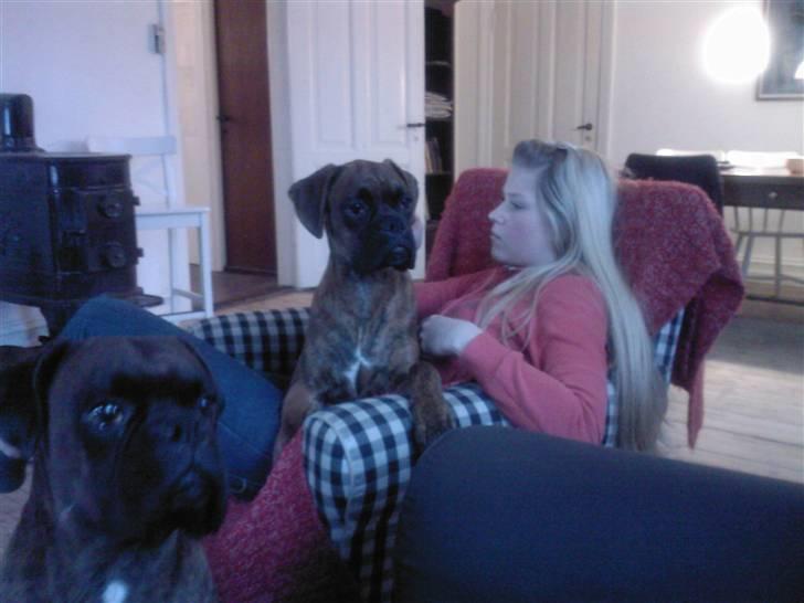 Boxer Kaj - Holder lige øje med verden billede 15