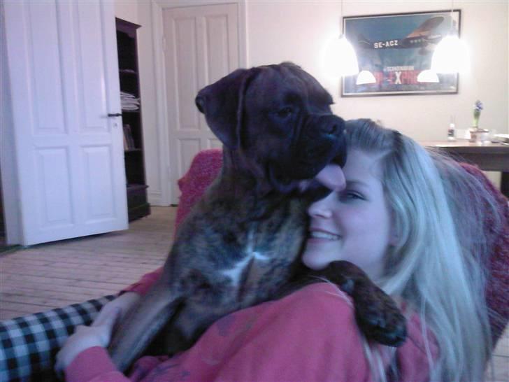 Boxer Kaj - Jeg elsker at kysse min storesøster! billede 16