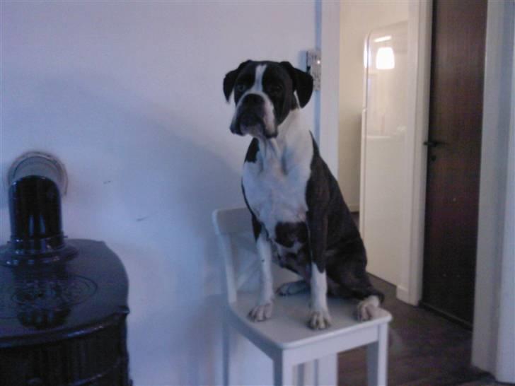 Boxer Kaj - Min mormor ditte billede 17