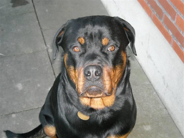 Rottweiler Felix - Felix 1 år billede 1