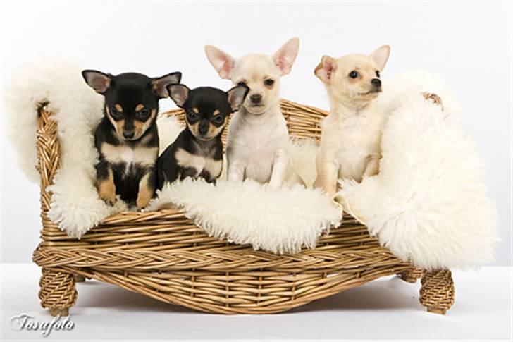 Chihuahua ** Ciencia **  - Ciencia med hendes 3 søskende.. Storesøster Gaia sidder lige med et øre foran øjet hihi billede 10