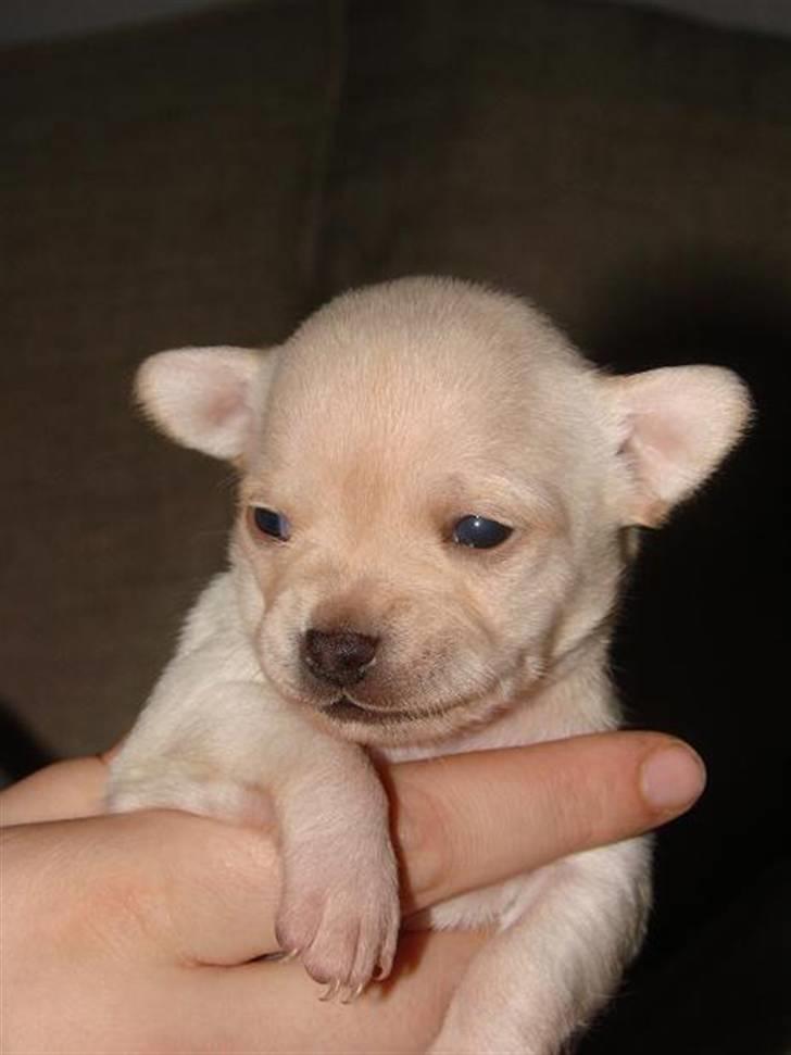 Chihuahua ** Ciencia **  billede 11