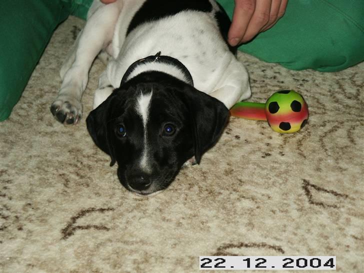 Blanding af racer Max billede 11