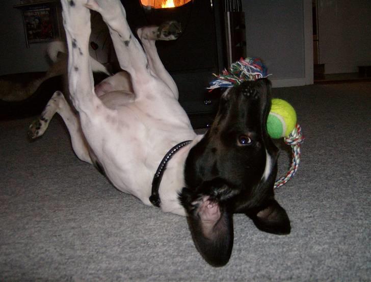 Blanding af racer Max billede 12