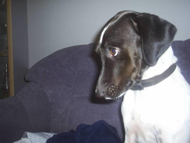 Blanding af racer Max billede 13