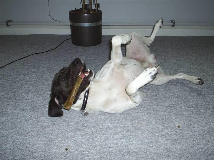 Blanding af racer Max billede 14