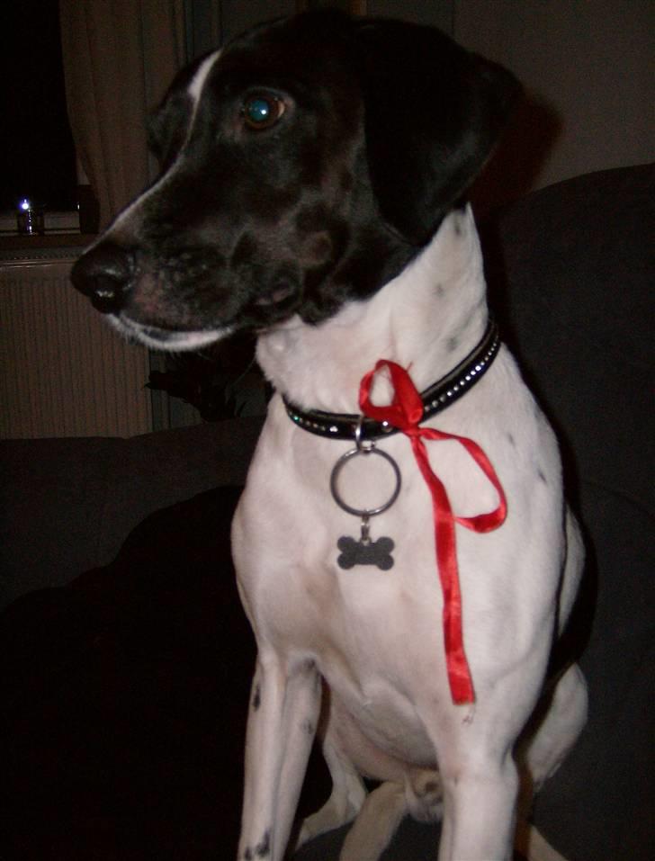 Blanding af racer Max billede 15