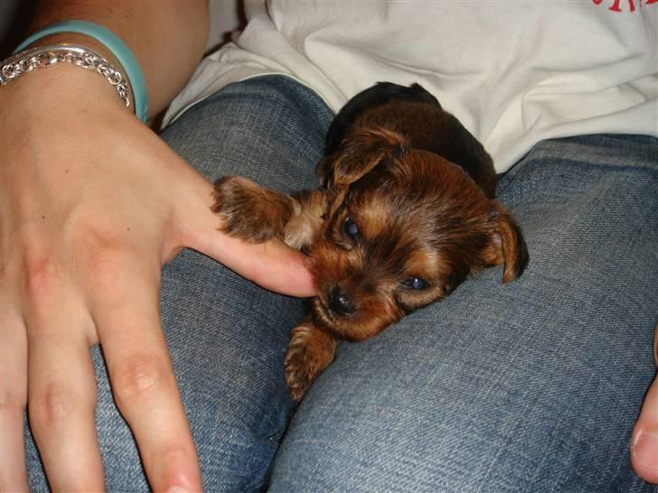 Blanding af racer Miki - Miki 1 mdr. gammel. billede 18