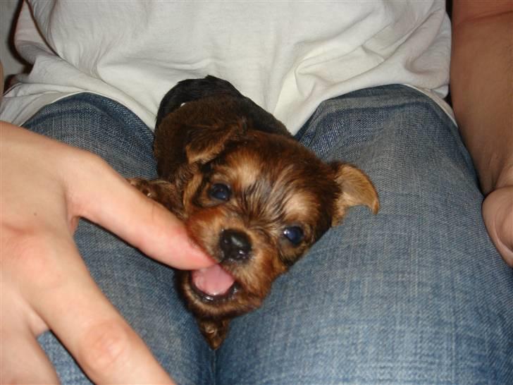 Blanding af racer Miki - Miki 1 mdr. gammel. billede 19