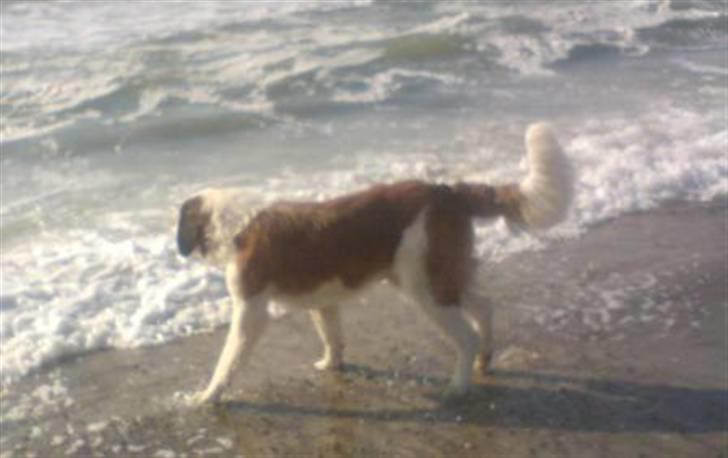 Sankt bernhardshund Bertha - Bear ved havet dec07 billede 13