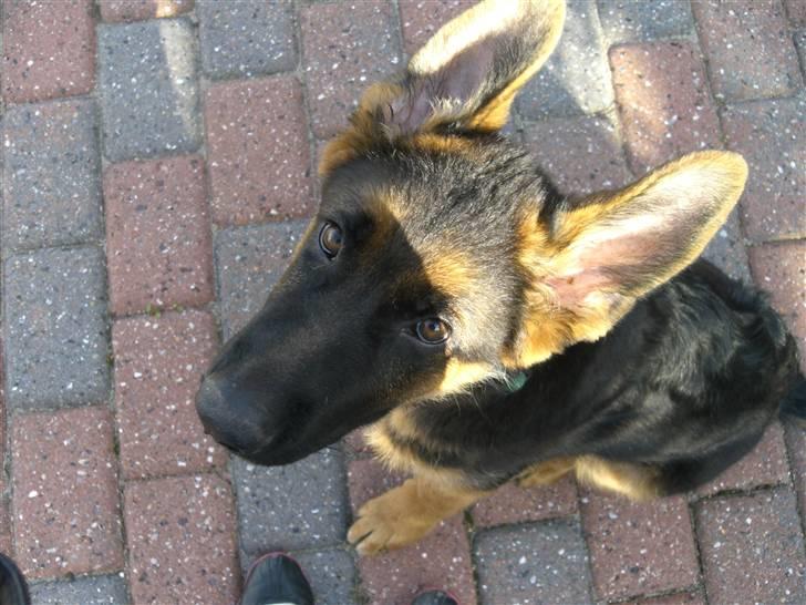 Schæferhund Kato billede 1