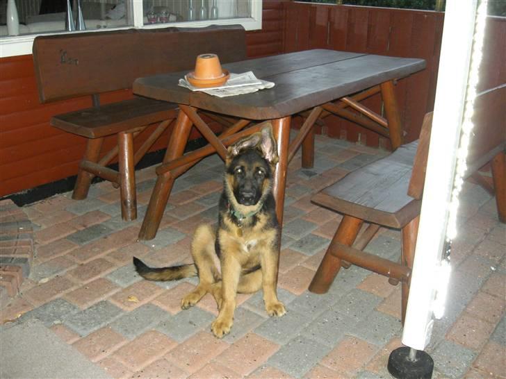 Schæferhund Kato billede 2