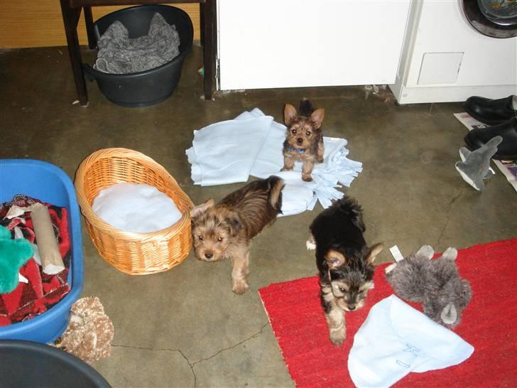 Blanding af racer Miki - Miki 2 mdr. gammel. (Det er ham der står på det blå tæppe) billede 20