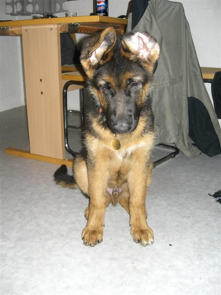 Schæferhund Kato billede 3