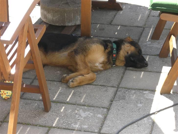 Schæferhund Kato billede 4