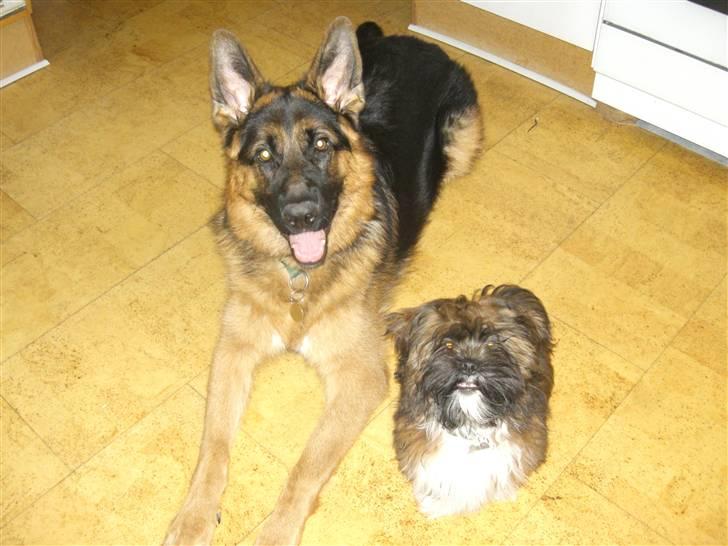 Schæferhund Kato billede 5