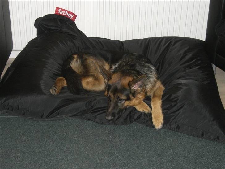 Schæferhund Kato billede 6