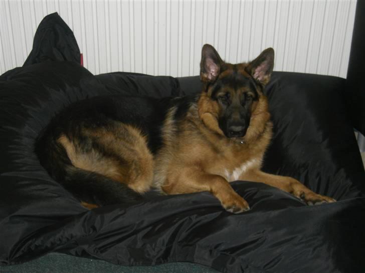 Schæferhund Kato billede 7