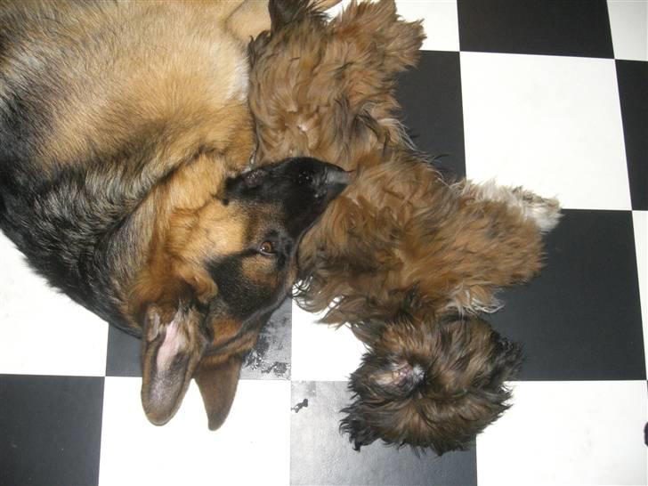 Schæferhund Kato billede 8