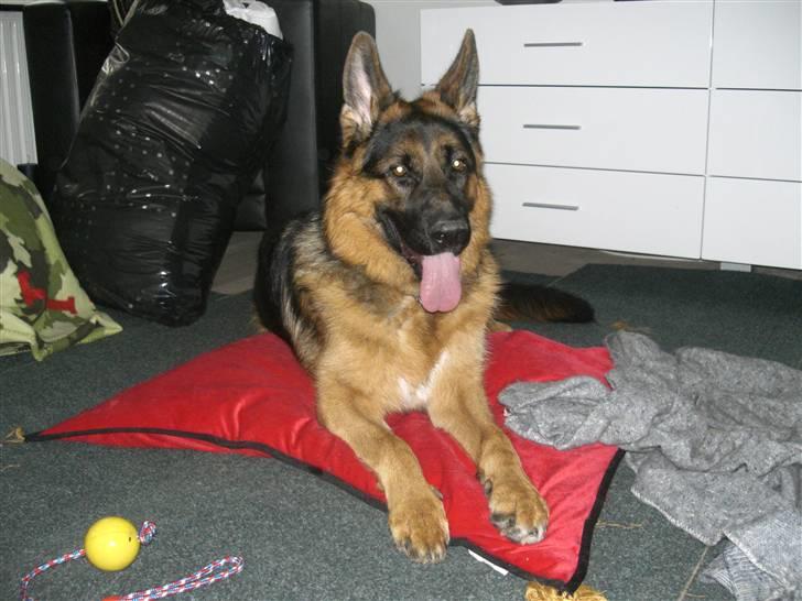 Schæferhund Kato billede 9