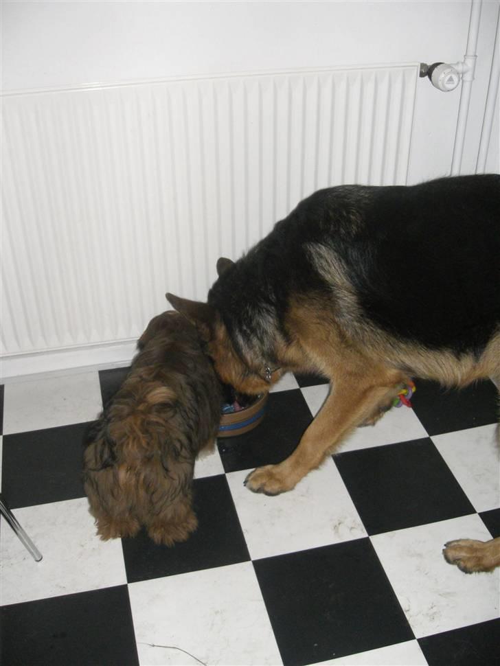 Schæferhund Kato billede 10