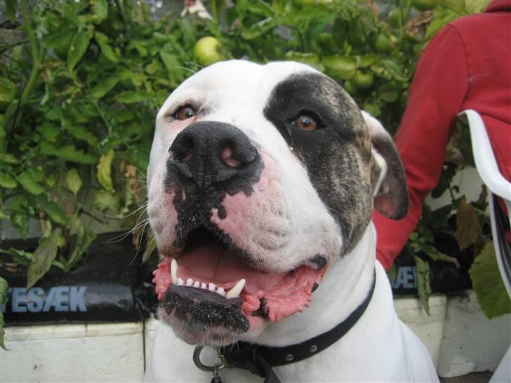 Amerikansk bulldog Cody billede 6