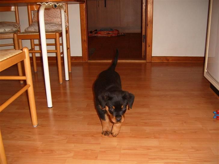 Rottweiler Felix billede 5