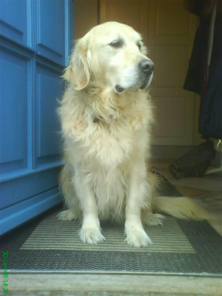 Golden retriever Niko(L) - MIN VAGTHUND!!! :] <3 Elskerdig!! <3 billede 1