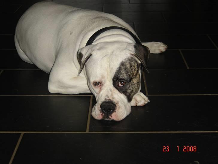 Amerikansk bulldog Cody billede 9