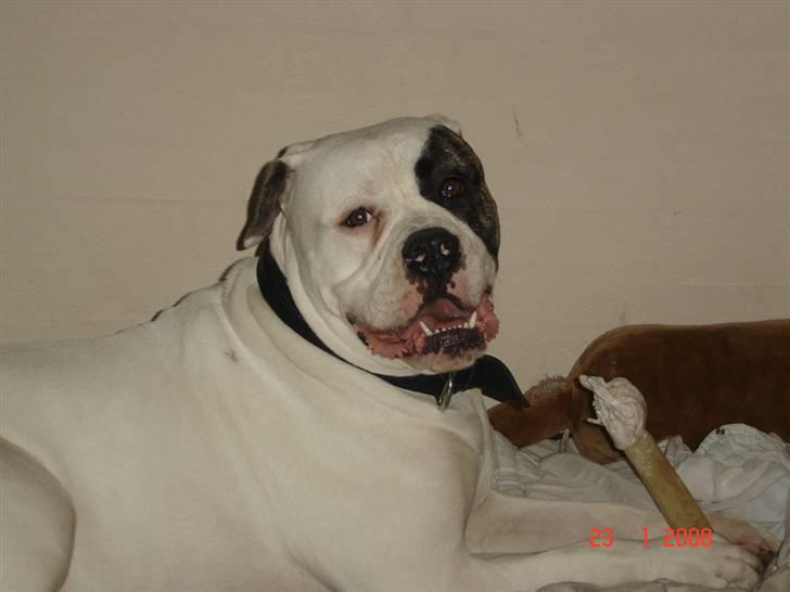 Amerikansk bulldog Cody billede 10