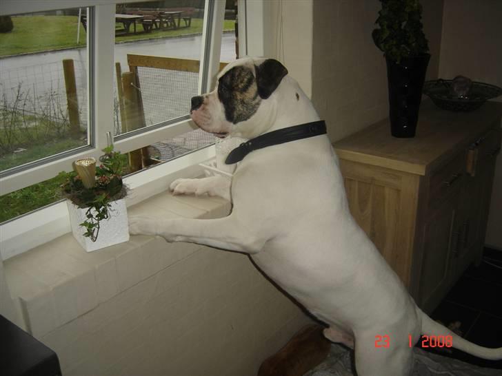 Amerikansk bulldog Cody - Hvem kommer billede 11