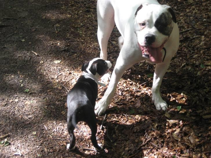 Amerikansk bulldog Cody - os på skovtur billede 12