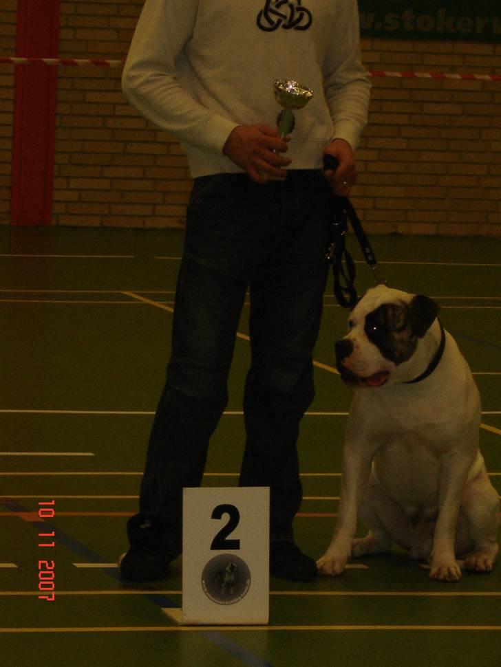 Amerikansk bulldog Cody billede 13