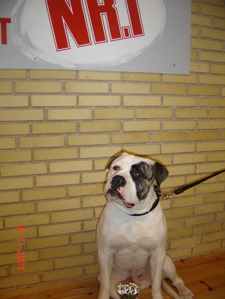 Amerikansk bulldog Cody billede 14