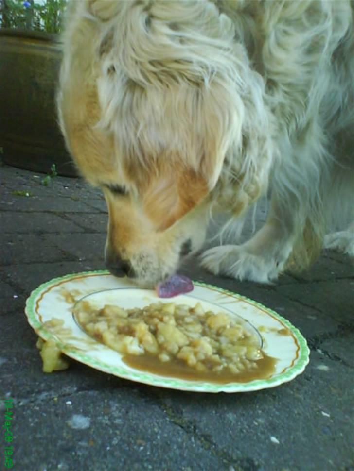 Golden retriever Niko(L) - en af min 1000 gaver til ham! Fordi jeg elsker ham og jeg ved at han elsker dem!! billede 2