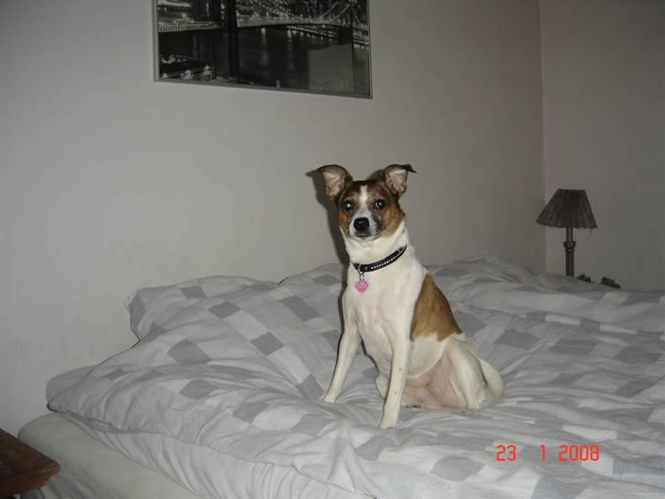 Dansk svensk gaardhund Bibi billede 6