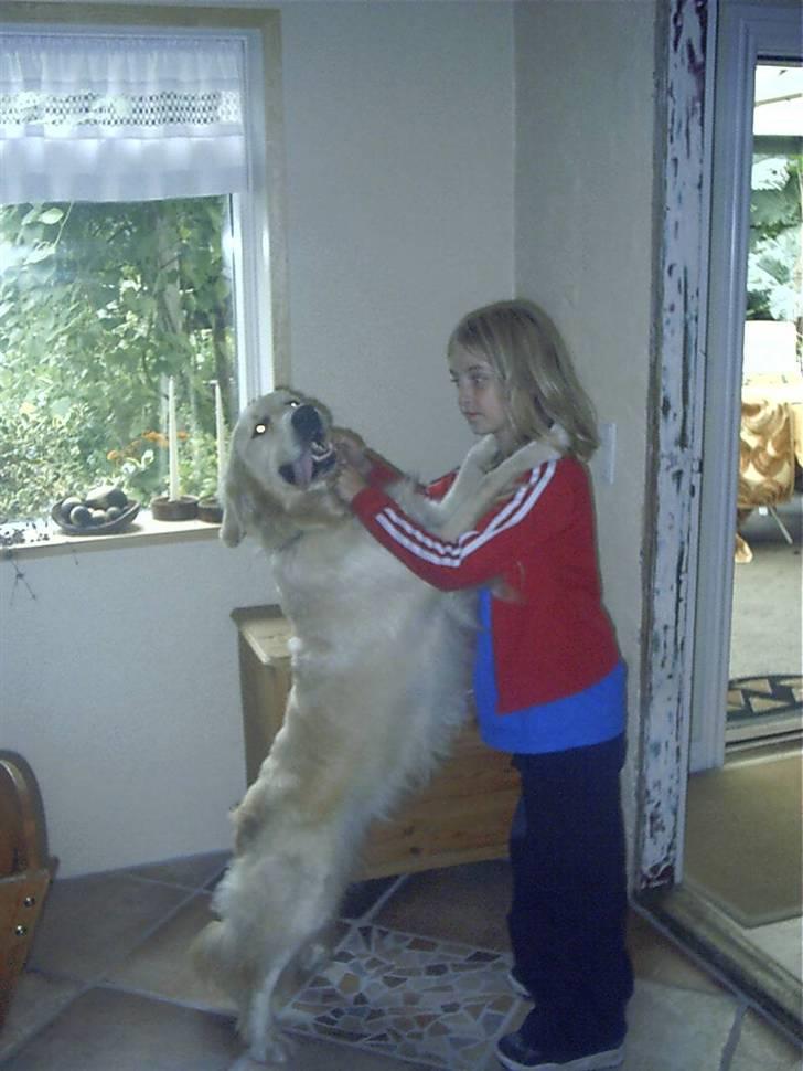 Golden retriever Niko(L) - Mig & Niko - Vi var lige høje dengang;] - Mig 10-11 år  billede 3