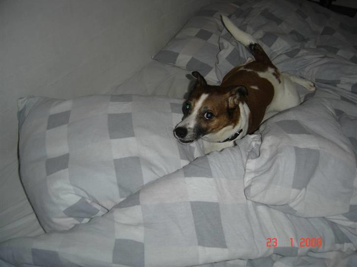 Dansk svensk gaardhund Bibi - Der er ingen som skal være i min seng billede 7