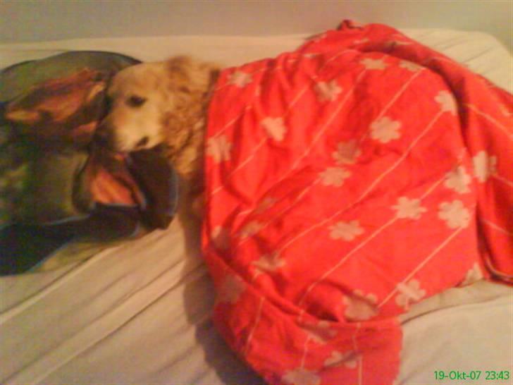 Golden retriever Niko(L) - MIN SKAT<3 100% billede 4