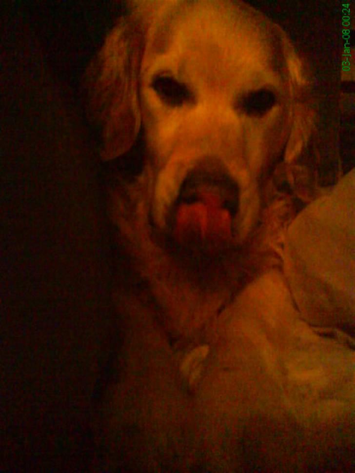 Golden retriever Niko(L) - En nat jeg ikke kunne sove! og Niko ligger i min seng som altid !! billede 5