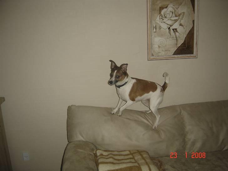 Dansk svensk gaardhund Bibi billede 8