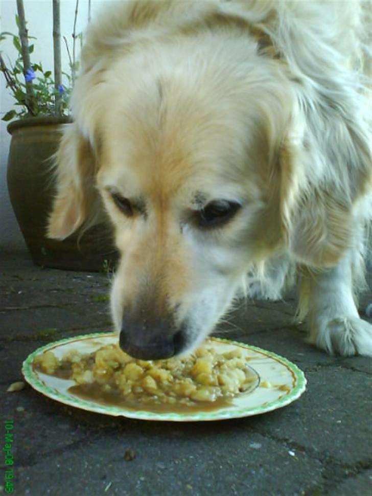 Golden retriever Niko(L) - (L) Du betyder alt!! billede 6