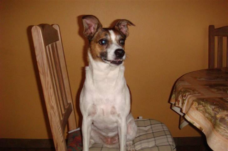 Dansk svensk gaardhund Bibi billede 9