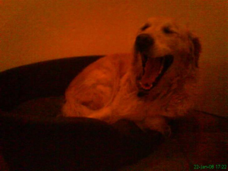 Golden retriever Niko(L) - Træt efter en dejlig tur ved vandet billede 7