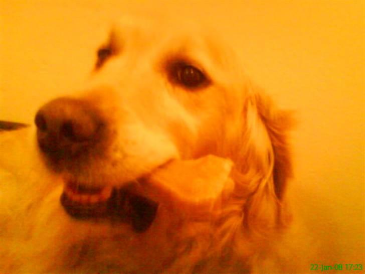 Golden retriever Niko(L) - Det skal lige siges at jeg købt 7 kødben til han! brugt 250 kr på købben!! billede 8