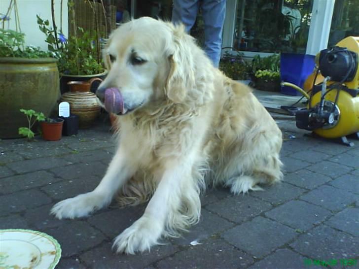 Golden retriever Niko(L) - SÅ SØD, Kan man ikke ved !! billede 9