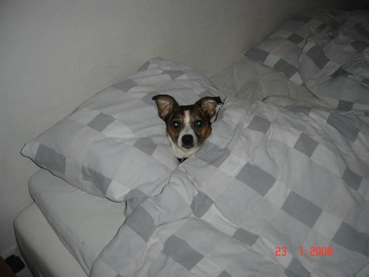 Dansk svensk gaardhund Bibi - Godnat billede 10